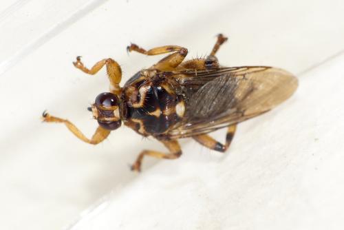 Hippobosca equina